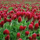 Trifolium Incarnatum Crimson Clover Raw Flower Seeds Drought Tolerant Easy to Grow