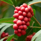 Rhus Glabra Smooth Sumac Shrub Seeds Bright Fall Foliage Edible Berries Easy to Grow