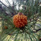 Pinus Canariensis Canary Island Pine Tree Seeds Large And Elongated Easy to Grow Pinus Canariensis Canary Island Pine Tree Seeds Large And Elongated Easy to Grow