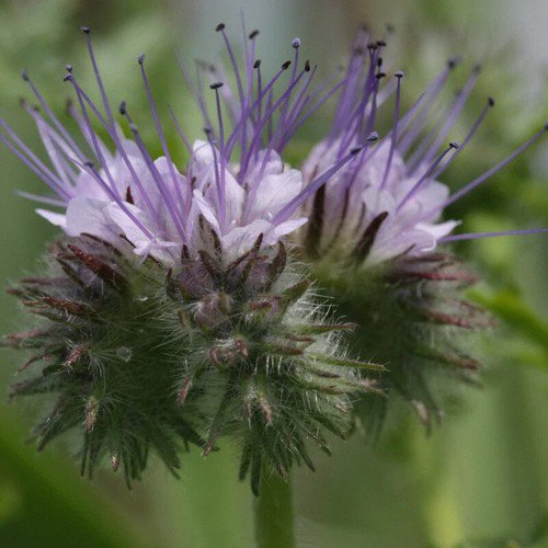 Phacelia Tanacetifolia Lacy Phacelia Flower Seeds Nectar Rich Blooms Easy to Grow