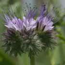 Phacelia Tanacetifolia Lacy Phacelia Flower Seeds Nectar Rich Blooms Easy to Grow