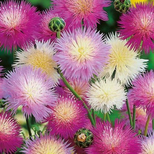Amberboa Moschata Imperialis Mix Sweet Sultan Mixed Flower Seeds Fragrant Easy to Grow