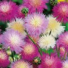 Amberboa Moschata Imperialis Mix Sweet Sultan Mixed Flower Seeds Fragrant Easy to Grow