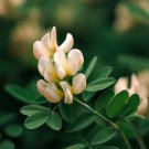 Astragalus Canadensis Canadian Milkvetch Flower Seeds Attractive Appearance Easy to Grow