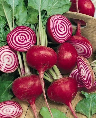 Chioggia Beet Beta Vulgaris Vegetable Seeds Sweet Mild Flavor Easy to Grow