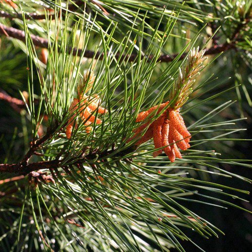 Pinus Echinata Shortleaf Pine Tree Seeds Graceful Display Distinctive Bark Easy to Grow