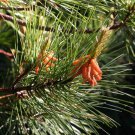 Pinus Echinata Shortleaf Pine Tree Seeds Graceful Display Distinctive Bark Easy to Grow