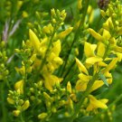 Genista Tinctoria Common Woodwaxen Shrub Seeds Beautiful Yellow Flowers Easy to Grow