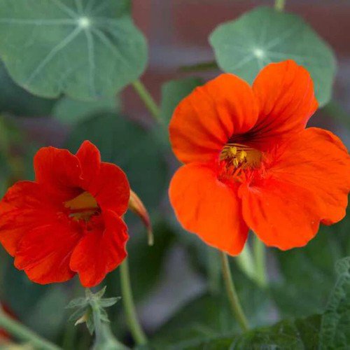 Tropaeolum Nanum Nasturtium Dwarf Empress Of India Flower Seeds Delicate Easy to Grow
