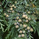 Chamaecyparis Lawsoniana Port Orford Cedar Tree Seeds Attractive Appearance Easy to Grow
