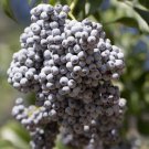 Sambucus Caerulea Blue Elderberry Frutis Seeds Distinctive Blue Berries Easy to Grow