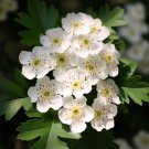 Crataegus Vulsa Alabama Hawthorn Shrub Seeds Stunning Autumn Display Easy to Grow