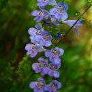 Penstemon Strictus Rocky Mountain Penstemon Flower Seeds Nectar Rich Blooms Easy to Grow