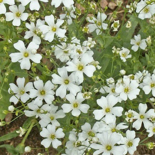 Gypsophila Elegans Baby'S Breath Annual Flower Seeds Showy Delicate Flowers Easy to Grow