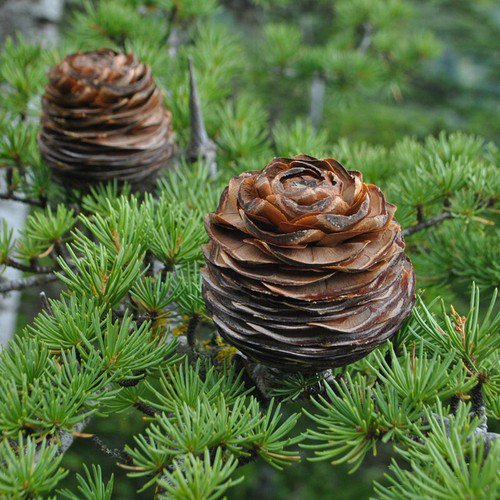 Cedrus Libani Lebanon Cedar Tree Seeds Long Lifespan Aromatic Wood Easy to Grow
