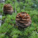 Cedrus Libani Lebanon Cedar Tree Seeds Long Lifespan Aromatic Wood Easy to Grow