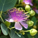Capparis Spinosa Caper Bush Shrub Seeds In Warm Climates Easy to Grow