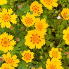 Coreopsis Nuecensis Crown Tickseed Flower Seeds Attractive Appearance Easy to Grow