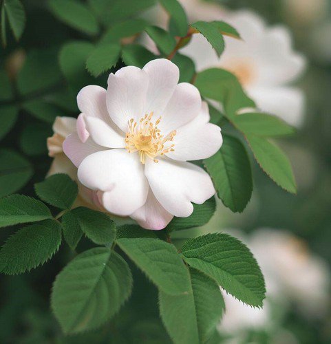 Rosa Laxa Laxa Rose Shrub Seeds Fuzzy Thorny Stems Fragrant Blooms Easy to Grow