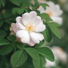 Rosa Laxa Laxa Rose Shrub Seeds Fuzzy Thorny Stems Fragrant Blooms Easy to Grow