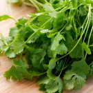 Cilantro Slo Bolting Coriandrum Sativum Herb Seeds  Grower Easy to Grow