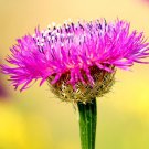 Centaurea Americana American Basketflower Flower Seeds Distinctive Appearance Easy to Grow