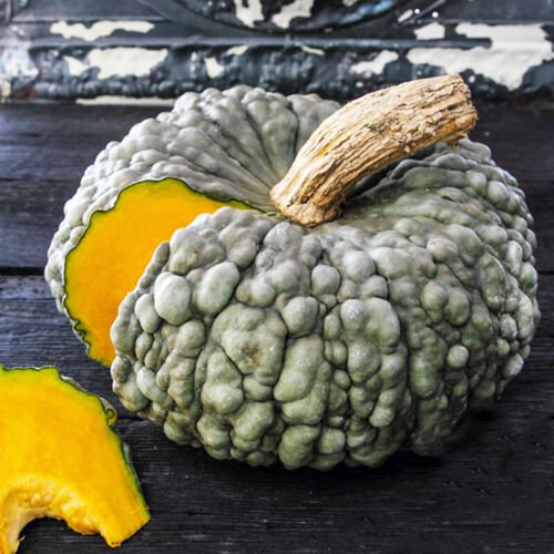 Marina Di Chioggia Squash Winter Cucurbita Maxima Vegetable Seeds Easy to Grow