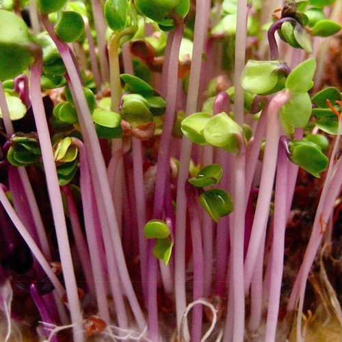 China Rose Pink Stem Radish Sprouting Raphanus Sativus Vegetable Seeds Easy to Grow