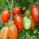 Rio Grande Tomato Roma Paste Tomato Lycopersicon Esculentum Tomato Seeds Easy to Grow