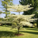 Cornus Controversa Giant Dogwood Tree Seeds Showy Creamy White Flowers Easy to Grow