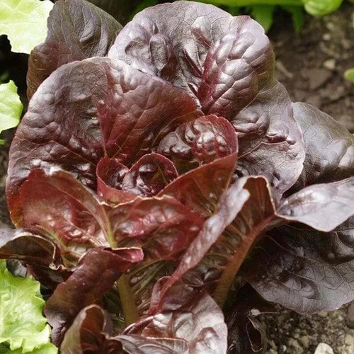 Super Red Romaine Romaine Lettuce Lactuca Sativa Vegetable Seeds Crispy Easy to Grow