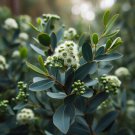 Eucalyptus Globulus Blue Gum Tree Seeds Distinctive Blue Green Leaves Easy to Grow