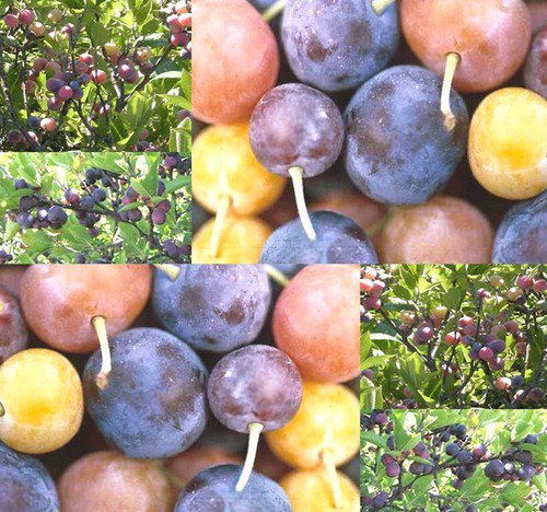 Prunus Maritima Beach Plum Shrub Seeds Delicious Fruit Beautiful Blossoms Easy to Grow