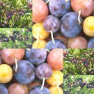 Prunus Maritima Beach Plum Shrub Seeds Delicious Fruit Beautiful Blossoms Easy to Grow