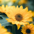 Balsamorhiza Sagittata Arrowleaf Balsamroot Flower Seeds Delicate Blooms Easy to Grow