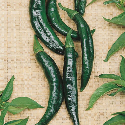 Pasilla Bajio Pepper Hot Capsicum Annuum Vegetable Seeds Deep Smoky Flavor Easy to Grow