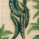 Pasilla Bajio Pepper Hot Capsicum Annuum Vegetable Seeds Deep Smoky Flavor Easy to Grow