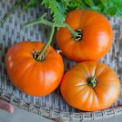 Kentucky Beefsteaktomato Lycopersicon Esculentum Tomato Seeds Easy to Grow