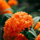 Asclepias Tuberosa Butterfly Milkweed Flower Seeds Bright Beautiful Flowers Easy to Grow