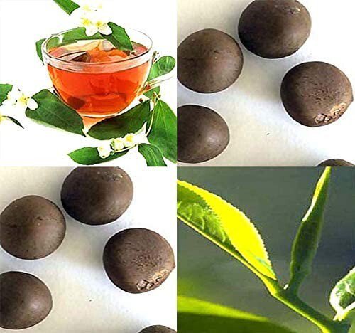 Camellia Sinensis Tea Tea Plant Shrub Seeds Green Black Oolong And White Easy to Grow