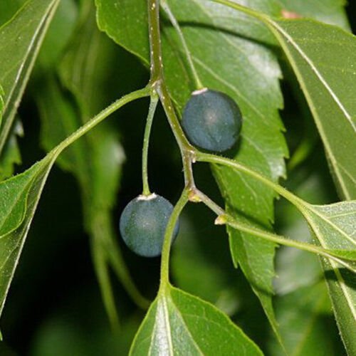 Celtis Laevigata Sugarberry Tree Seeds Attractive Fall Foliage Easy to Grow