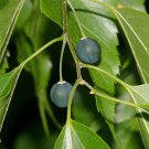 Celtis Laevigata Sugarberry Tree Seeds Attractive Fall Foliage Easy to Grow