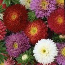 Callistephus Chinensis Aster China 'Crego Mix' Flower Seeds Delicate Flowers Easy to Grow
