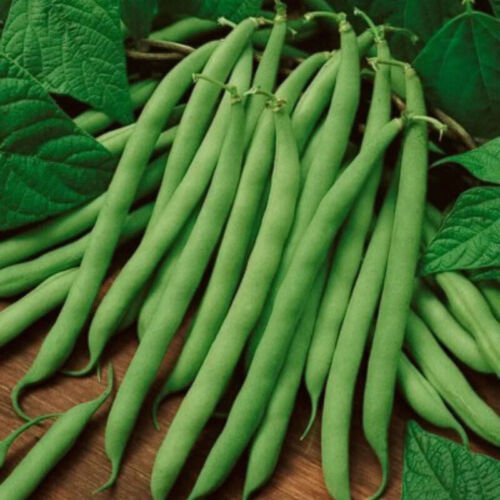 Blue Lake 274 Green Bush Bean Phaseolus Vulgaris Vegetable Seeds High Yields Easy to Grow