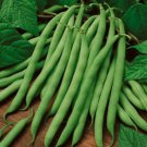 Blue Lake 274 Green Bush Bean Phaseolus Vulgaris Vegetable Seeds High Yields Easy to Grow