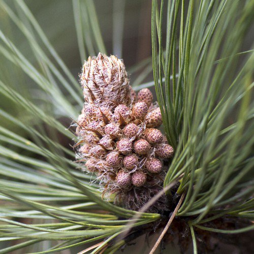 Pinus Pseudostrobus Smooth Bark Mexican Pine Tree Seeds Tall And Majestic Easy to Grow