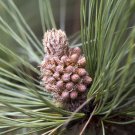Pinus Pseudostrobus Smooth Bark Mexican Pine Tree Seeds Tall And Majestic Easy to Grow