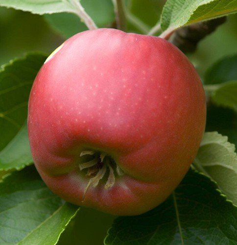 Malus Robusta Robust Apple Fruit Seeds Beautiful Foliage Attractive Flowers Easy to Grow