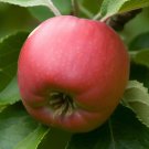 Malus Robusta Robust Apple Fruit Seeds Beautiful Foliage Attractive Flowers Easy to Grow