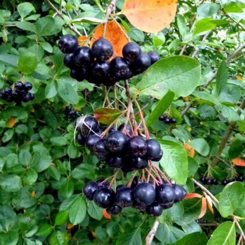 Aronia Melanocarpa Black Chokeberry Tree Seeds Hardy And Resilient Easy to Grow